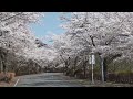 咲き誇る春の桜