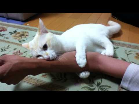 腕を抱き枕にして寝ようとする赤ちゃんにゃんこに悶絶