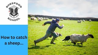 How to catch a sheep...with Sheepdog School