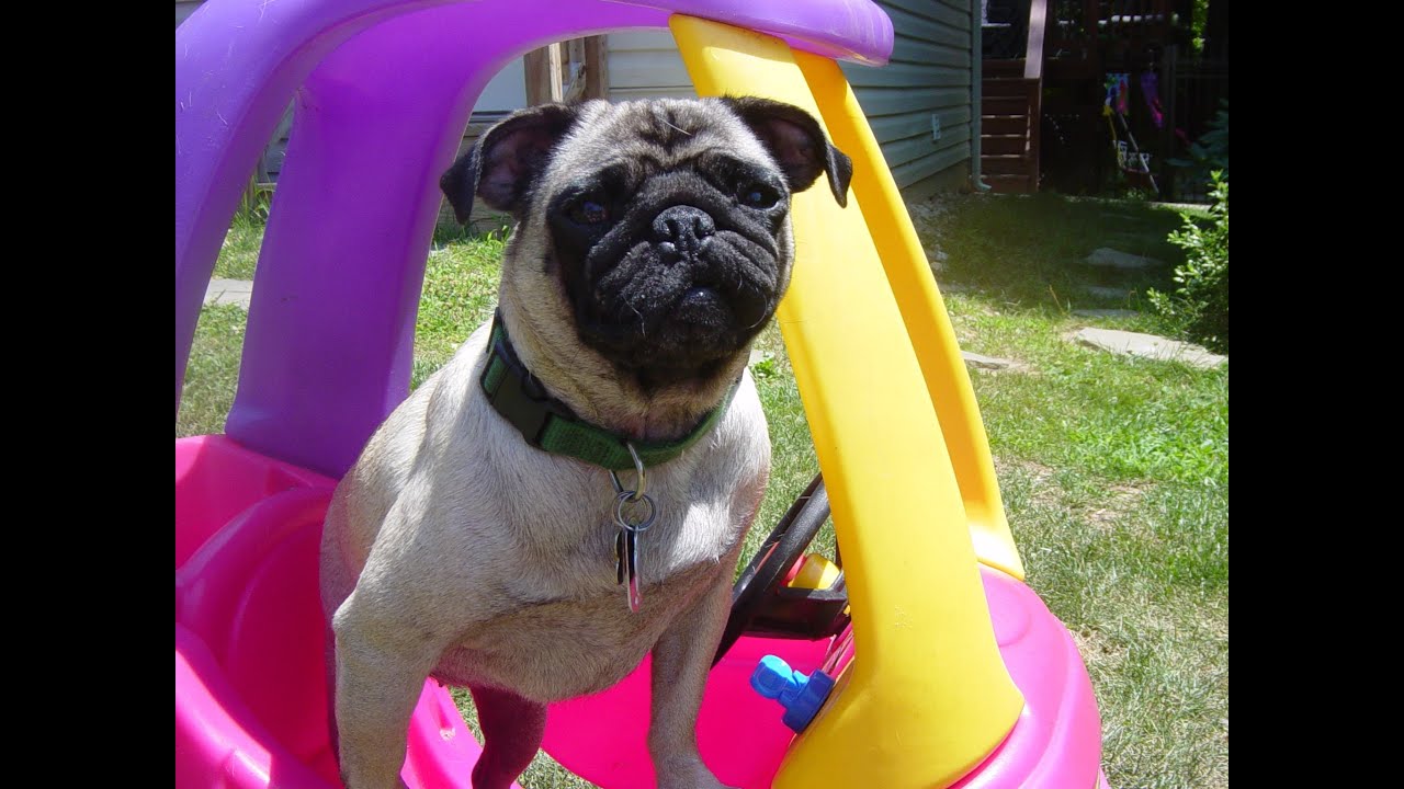 pug tricks pug tricks a special pered pug who occasionally feels left out pug tricks pug tricks a special pered pug who occasionally feels left out