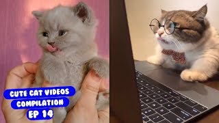 Cute Cat Videos Try Not to Laugh or Grin Ep 14