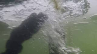 Cap Cerbere Plonge sous glace aux Angles