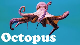 Octopus - Animal of the Day | Educational Animal s for Kids, Toddlers and Presch