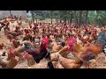 How to raise free-range chickens for meat and eggs.