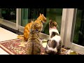 FUNNY CATS AND KITTEN MEOWING 🐱