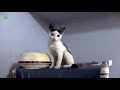 FUNNY CATS AND KITTEN MEOWING 🐱