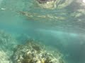 Shark sited, snorkeling, East End, St. John US Virgin Islands .MP4