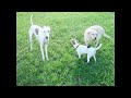 labradors