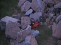 More crawling on my rock pile Losi Night Crawler