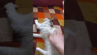 Balik Etli̇ Yağlara Bak Yağlara Baliket