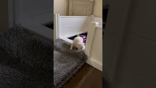 Evas Milk Bar Challenge Watch These Brave Staffordshire Bull Terrier Pups Escape