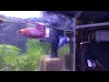 孝空 2 em betta fancy chịch nhau !!! Chuẩn bị chào đón 1 đàn con!