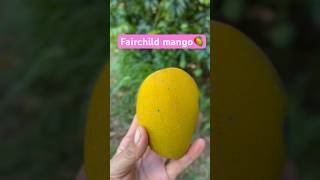 Fairchild Mangos Are In Season Excited To Have Since The Tree Didnt Fruit Last Year