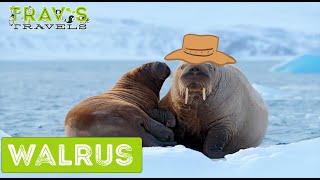 Walrus