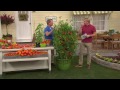 Cottage Farms 2-in-1 Grafted Pork Chop & Carmello Giant Tomato with Rick Domeier