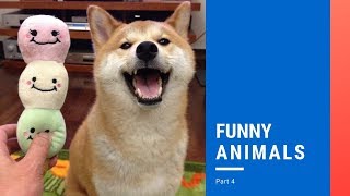 FUNNY ANIMALS | PART 4