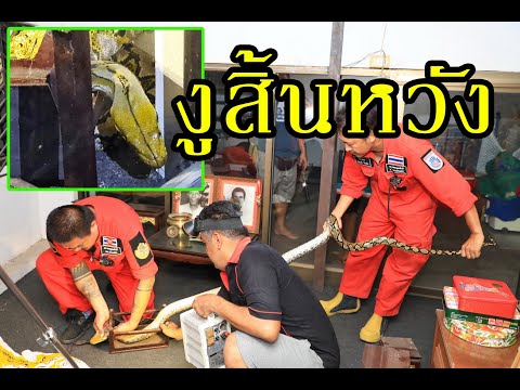 สิ้นหวัง! ไอ้เหลือม 3 เมตร หวังทำการใหญ่ บุกเข้าห้องพระ