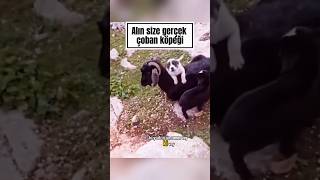 Siz Bunu Bir De Büyüdüğünde Görün Karşısında Ne Kurt Durabilir Ne Çakal