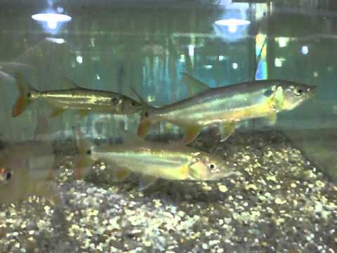 Header of Acestrorhynchus pantaneiro