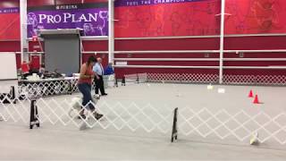 Holly The Double Merle Akc Rally Master
