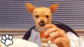 100 Funny Chihuahua s | Try Not To Laugh Challenge | That Pet Life