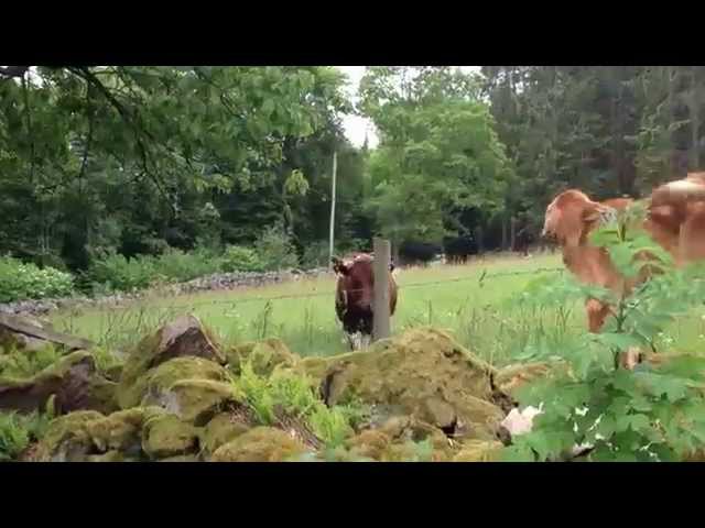 Dog And Cow Are Best Friends - Video