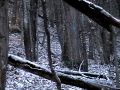 Hunting Season 2010 Part 2 images Hunting Season 2010 Part 2