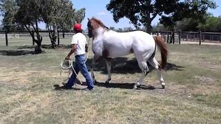 RANCHOLAROSA. EL HALCON 2, SEMENTAL UTILIZADO POR RANCHOLAROSA