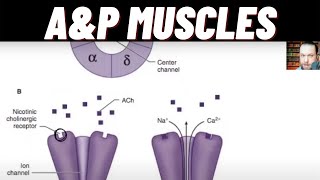 Aerobic Vs Anaerobic Atp Production, Nicotinic Cholinergic Receptor, Depolarizing And Non Nmba