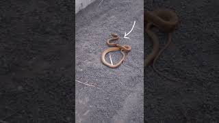 Injured Snake