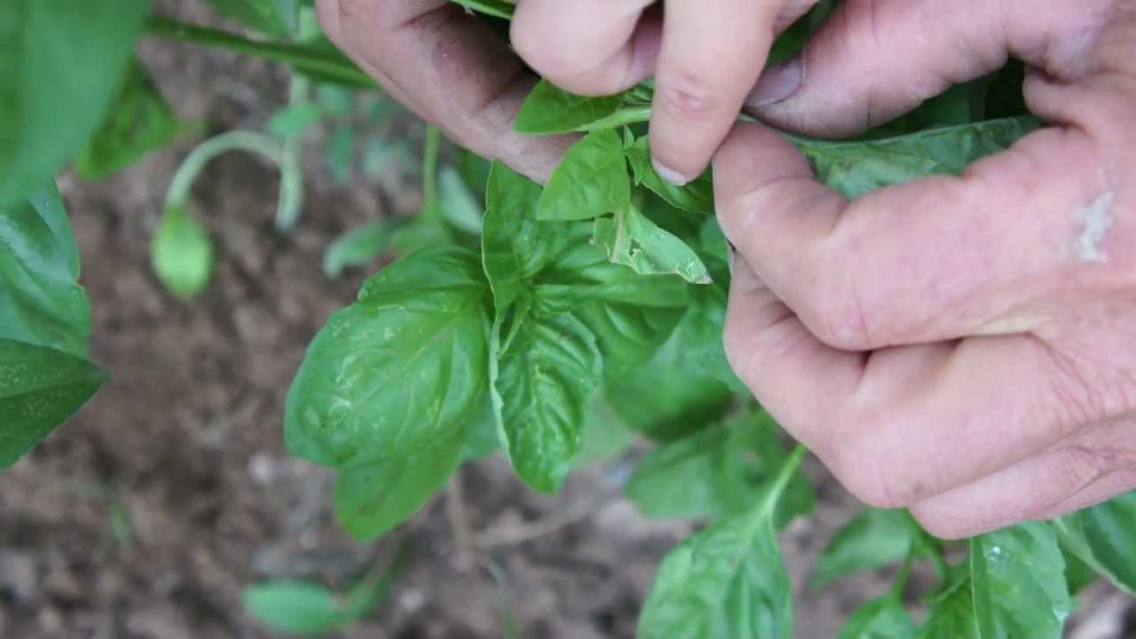 How to Harvest Basil YouTube