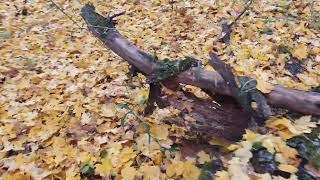 Зайшли В Якийсь Непролазний Ліс, А Тут Таке... Ізюмський Район.харківська Область.сіверський Дінець.