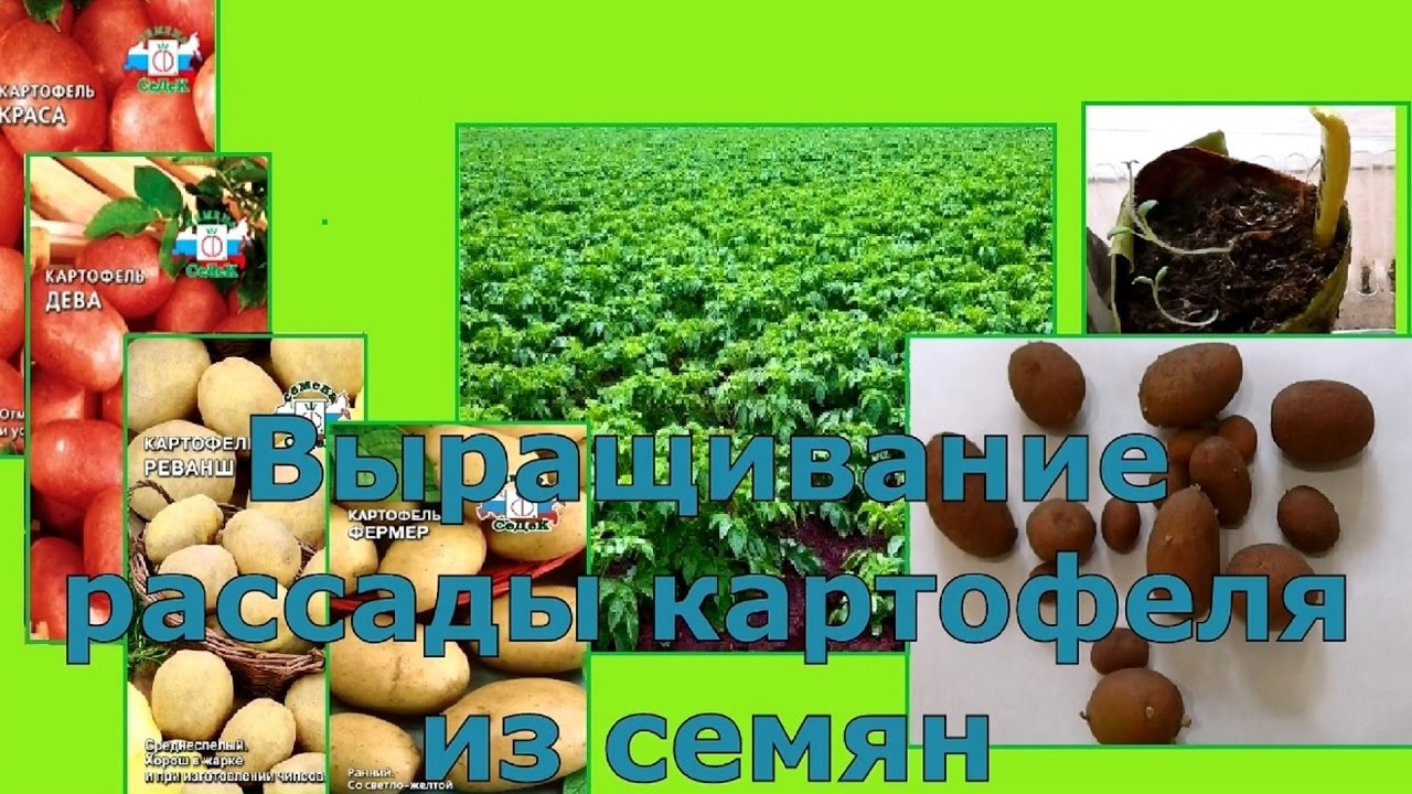 Картофель из семян: поделитесь опытом? - ответы экспертов Выращивание картофеля из семян. Фото Ботаничка. ru