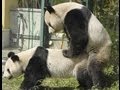 Amazing Animal Mating ! 2013