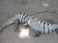 Title:Fighting Lizards - Xcaret Riviera Maya Mexico Description:This video was caught during a walk throught the jungle at the Xcaret theme park located near Playa del Carmen Mexico.