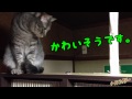 猫動画　ゴキブリ退治　Cat videos　Cockroach extermination