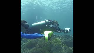 Scuba Diving With Various Fish. So Beautiful
