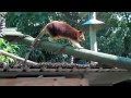 zootube
