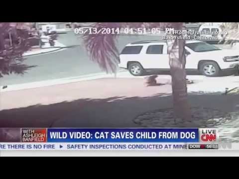 Ranker Video