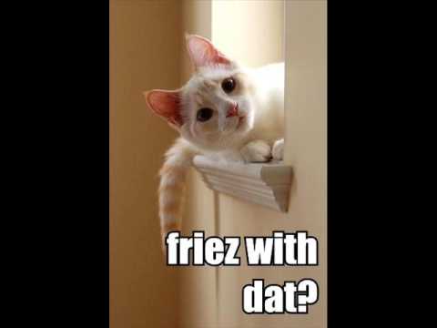 Hungry LOL cats