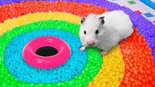Rainbow Ball Pool | DIY Hamster Maze
