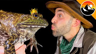 Giant Frog Kissed! - Prince Or Princess?
