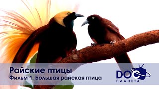 Райские Птицы - Эпизод 1. Большая Райская Птица - Документальный Фильм