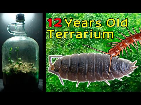 12 Year Old Terrarium - Life Inside a closed jar, Over a decade in isolation