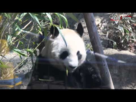 上野動物園、パンダの公開始まる