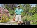 Garden Tips : How to Plant Flowering Crabapple Trees