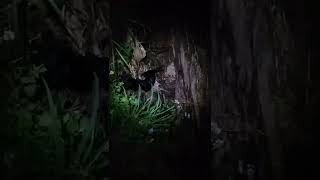 Patterdale Terrier Hunting Stimulation Night Time. Earth Dog.