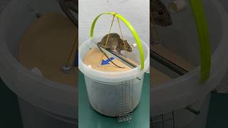 The Most Perfect Mouse Trap Idea Using A Plastic Bucket // Mouse Trap 2 #Rattrap #Mousetrap