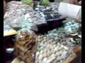 dulces arabes