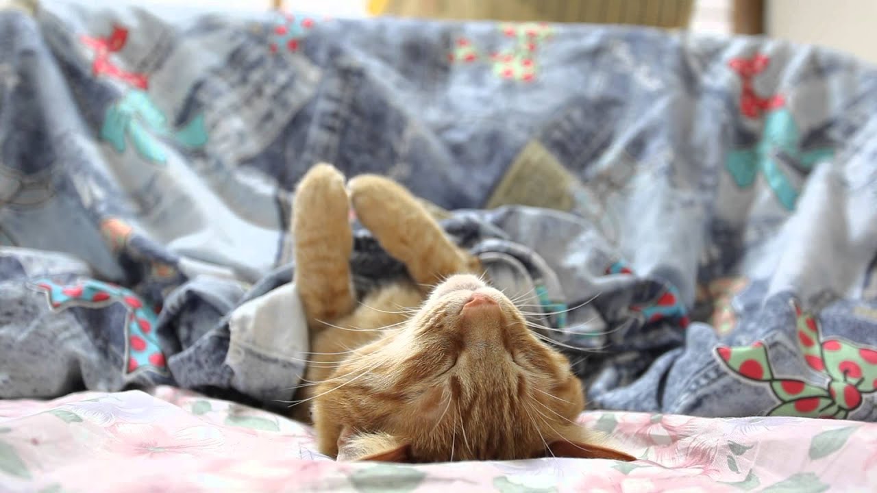 こたつと茶トラ　Cat and kotatsu　2015#4  
